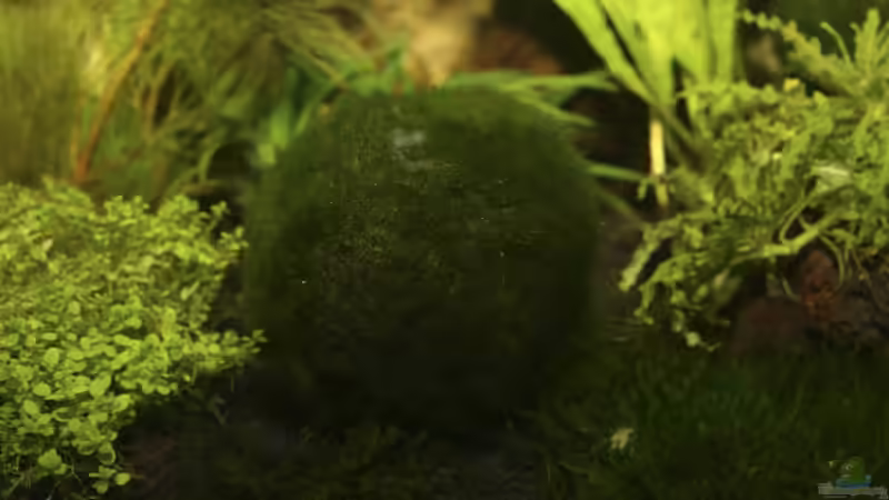 Mooskugel von Applehorsti (3)