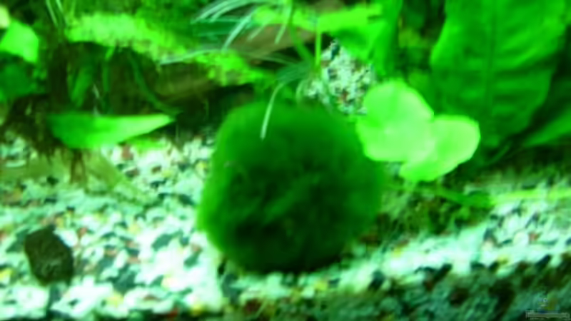 Mooskugel von Belvina (12)