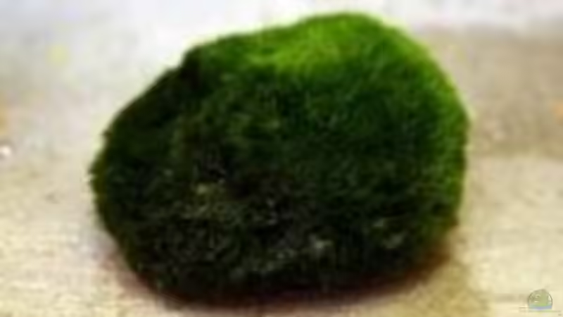 Mooskugel von Björn Krüger (2)