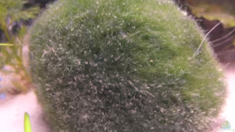 Mooskugel von Claudia Lübke (9)