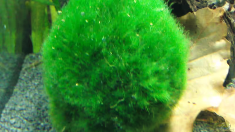 Mooskugel von Crissy (9)