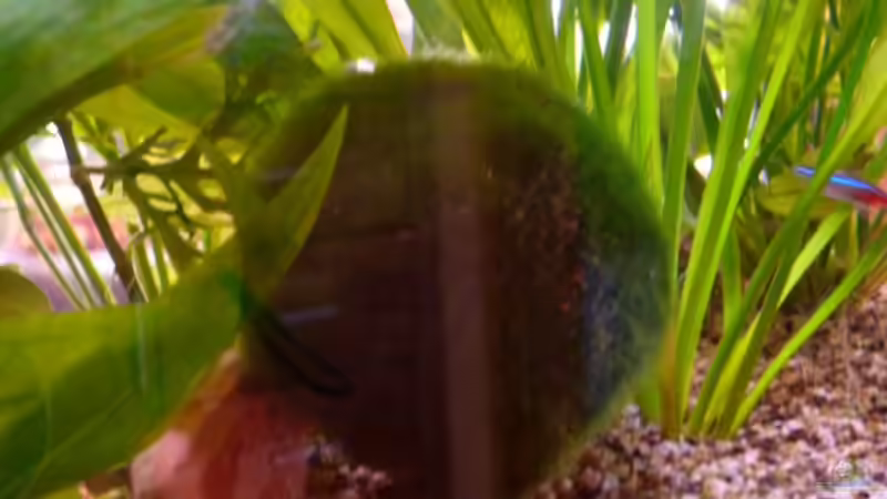 Mooskugel von dirkvader71 (13)