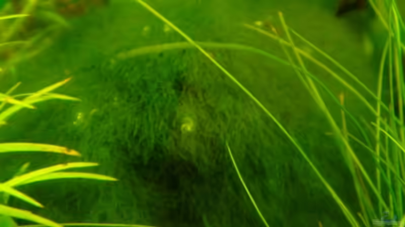 Mooskugel von Freibel (8)