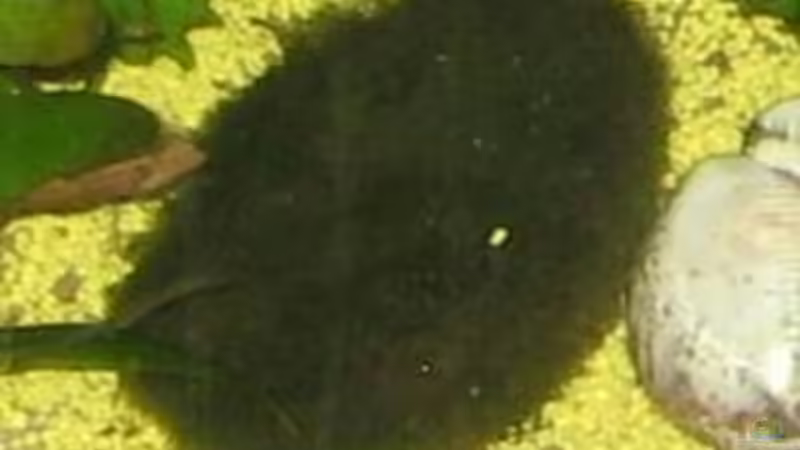 Mooskugel von Gaspode (11)