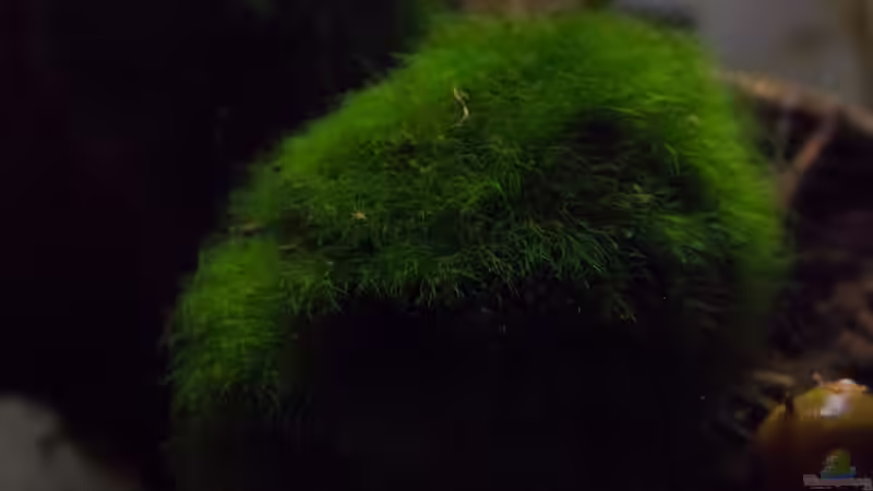 Mooskugel von GoreSlayer (8)