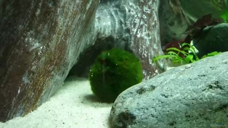 Mooskugel von Jörg Schneider (9)