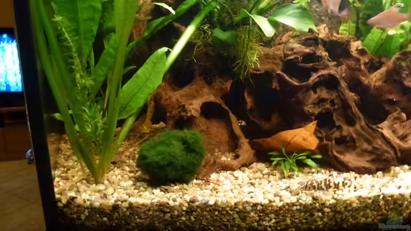 Mooskugel von Mad Max (10)