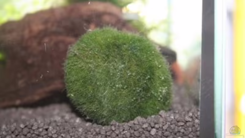 Mooskugel von Malawi (2)