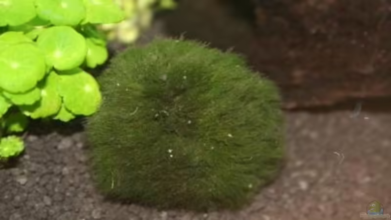 Mooskugel von Malawi (4)