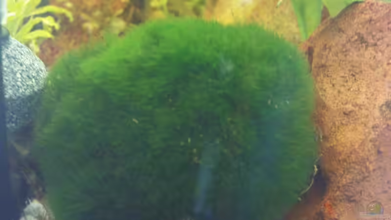 Mooskugel von Maria Dicke (7)