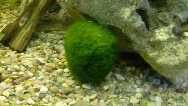 Mooskugel von Mark S. (4)