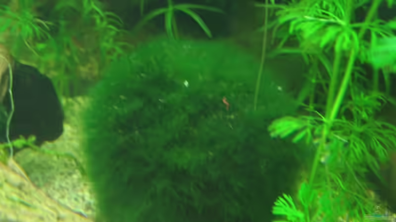 Mooskugel von Melanie Dreier (6)