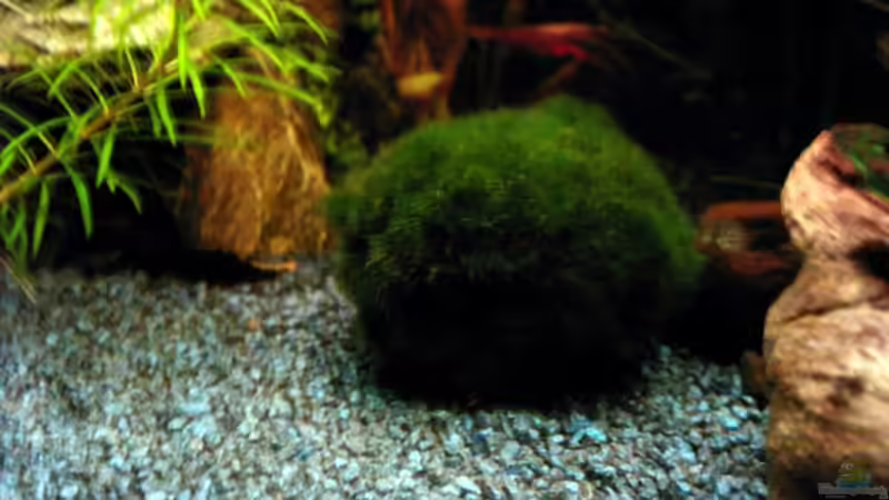 Mooskugel von Michael Meyer (3)