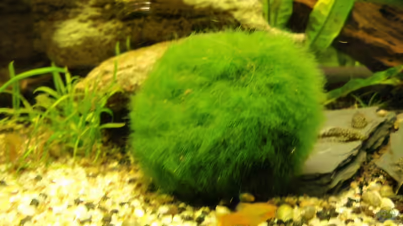 Mooskugel von Monja (4)