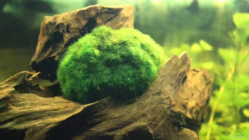 Mooskugel von Ralf Kl (7)