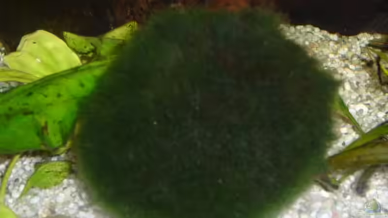 Mooskugel von Raphael Nelke (5)