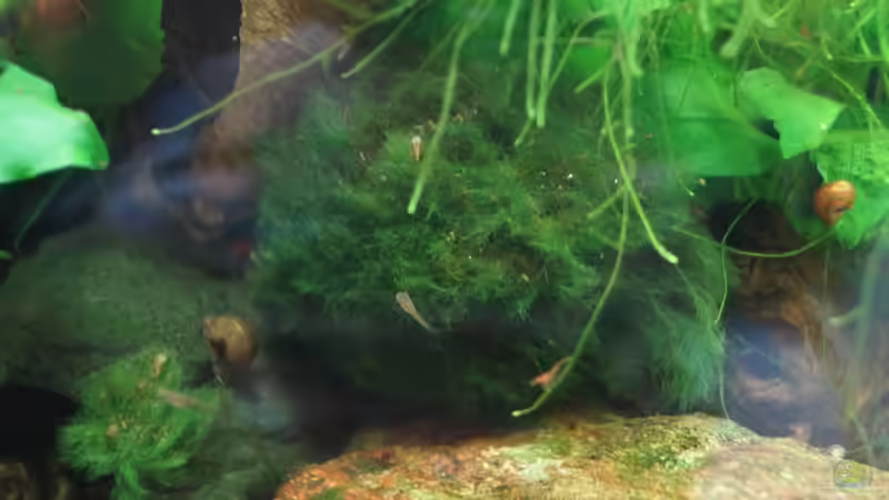 Mooskugel von Raphi (8)