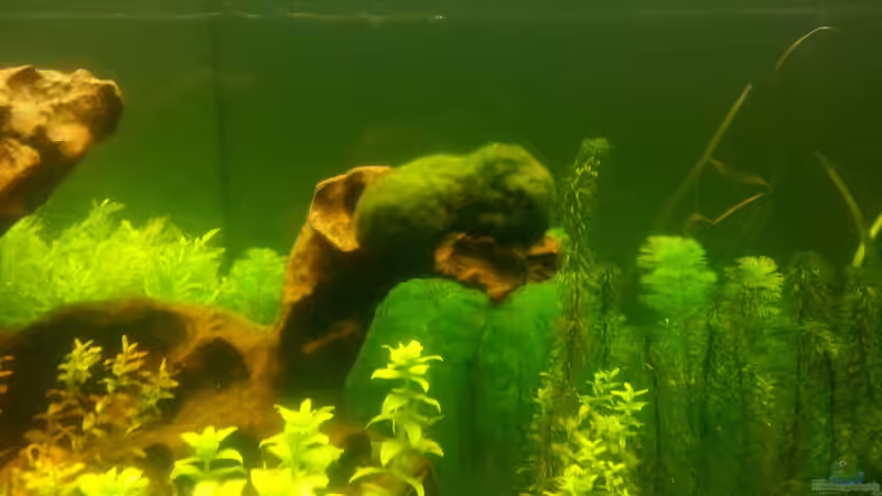 Mooskugel von Robert Sakautzky (15)