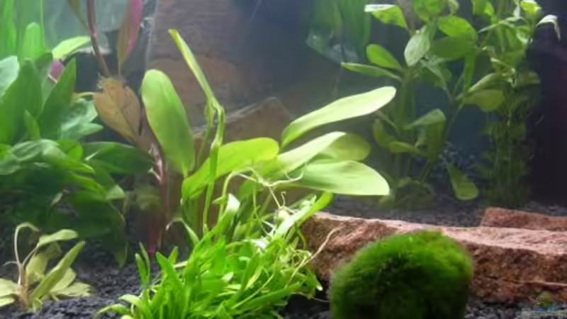 Mooskugel von Sado-Uwe (14)