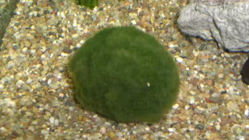 Mooskugel von Stephan Fehringer (8)