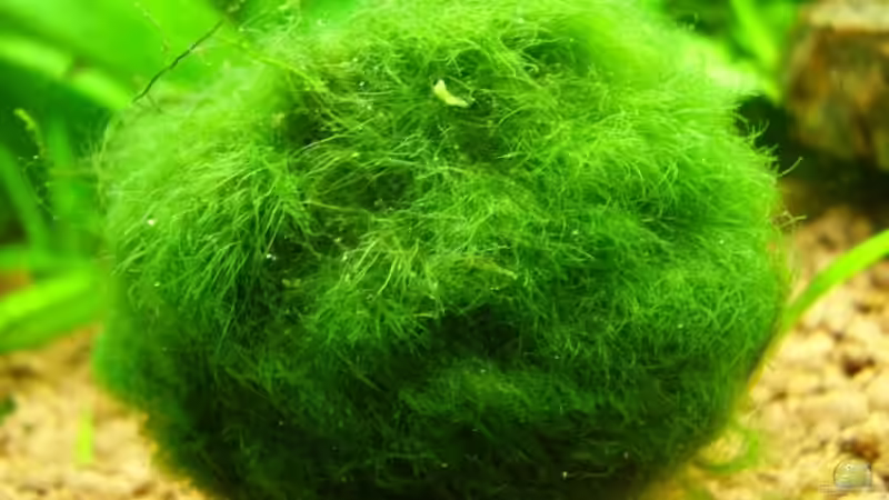 Mooskugel von Wels-fan (17)