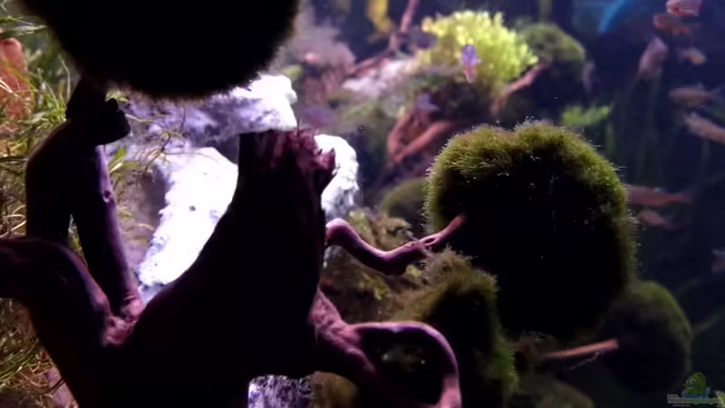 Mooskugelbaum von snooze (10)