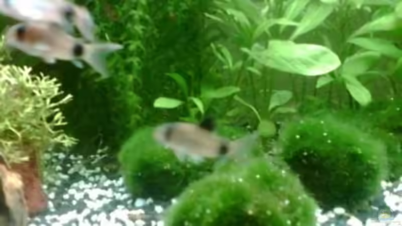 mooskugeln/ moos auf stein gebunden- inkl. pandas von Maria Blumenthal (11)