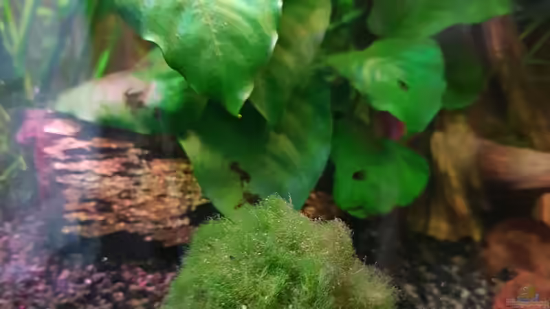 Mooskugeln  Mooskugeln sind für viele Aquarianer wahre Highlights von Manuela&Mike (23)