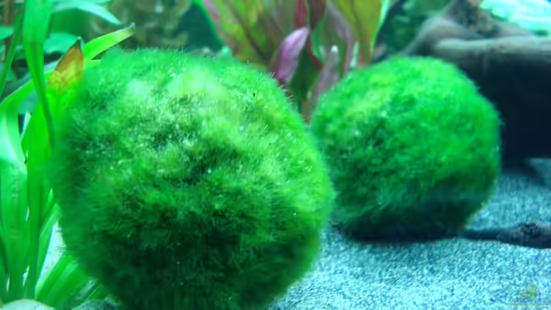 Mooskugeln (Cladophora) von Daniel Eder (14)