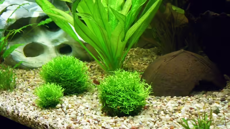 Mooskugeln mit Riccia fluitans im Haarnetz gebunden von Nicky (3)