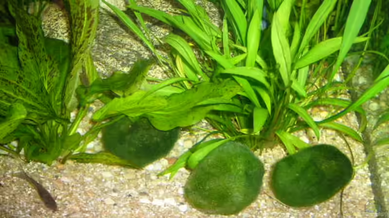 Mooskugeln nicht nur schön anzusehen sondern auch nützlich von Joachim Reinhardt (10)