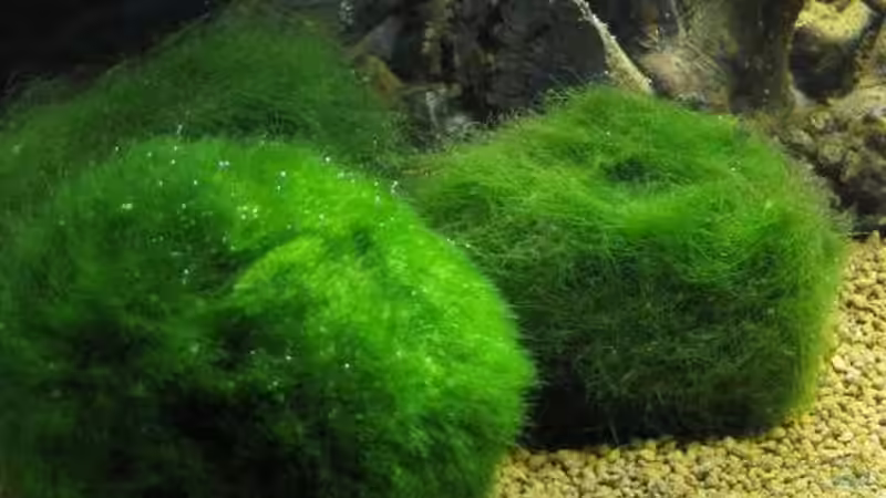 Mooskugeln von gestresster (Sven) (5)