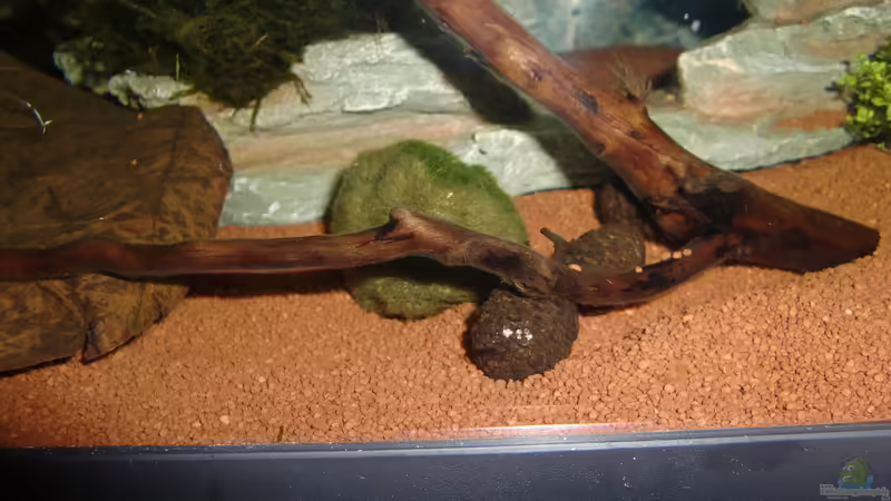 Mooskugeln von HOTU (22)