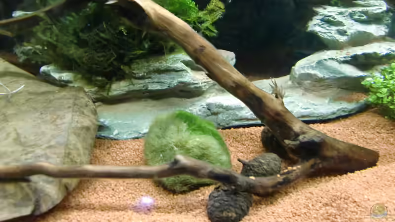 Mooskugeln von HOTU (23)