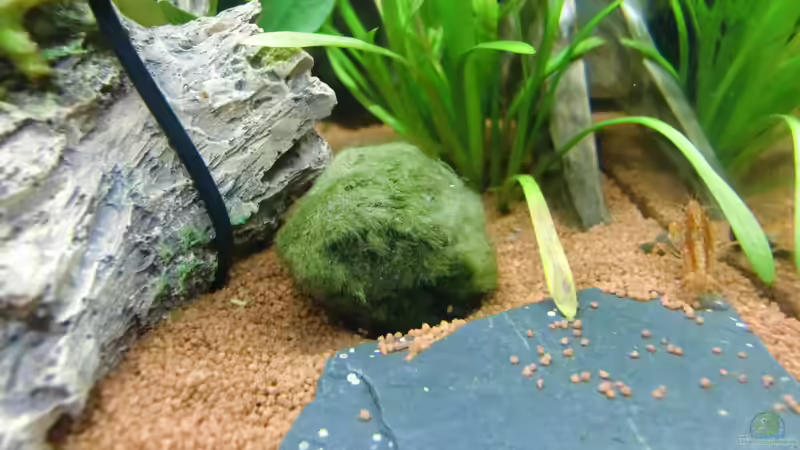 Mooskugeln von HOTU (25)