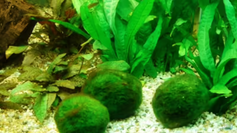 Mooskugeln von Johannes Högel (4)