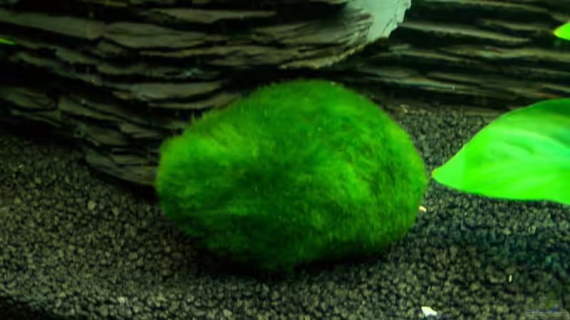 Mooskugeln von KoRnViper (6)