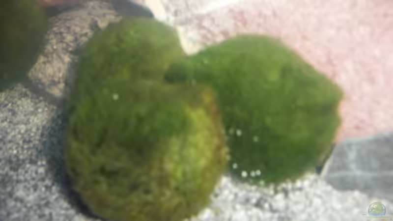 Mooskugeln von Malawi-Anfänger (5)