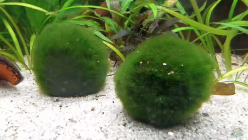 Mooskugeln von mawi (8)