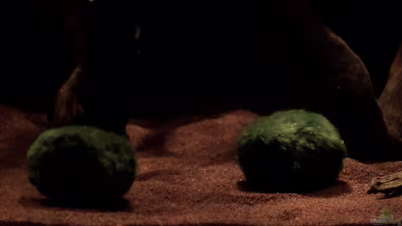 Mooskugeln von MichaB (3)