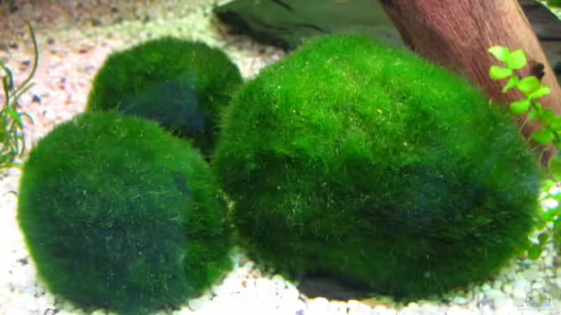 Mooskugeln von Microsash (5)