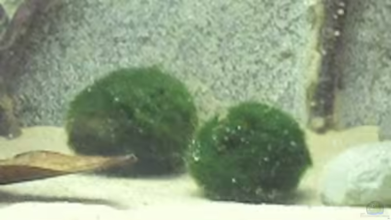 Mooskugeln von Patrick Scheffer (11)