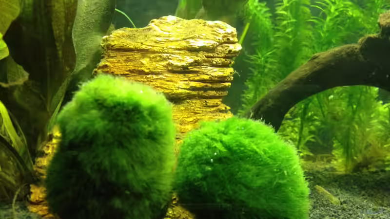 Mooskugeln von Tobias Frank (2)