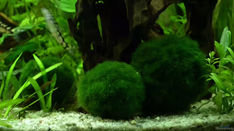 Mooskugeln zB für Siam. Algenfresser von Daniela (15)