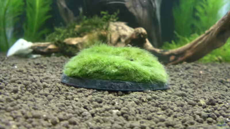 Moosrasen auf Schieferplatte von Julien Preuß (12)