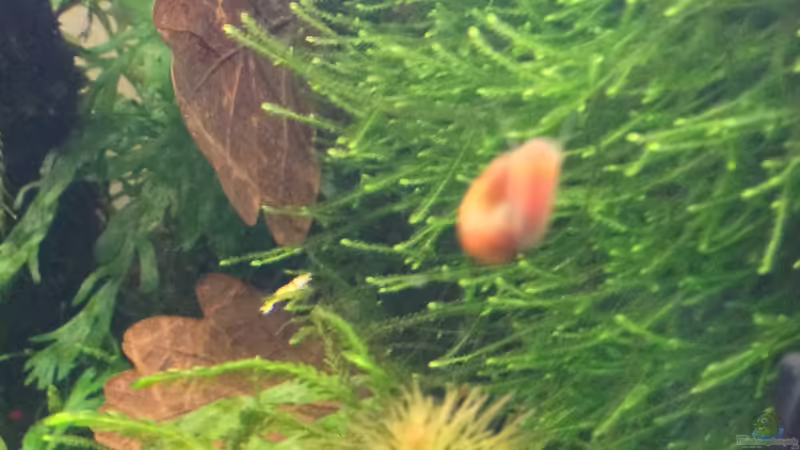 moosrückwand 04.11.2012 von Walde (68)