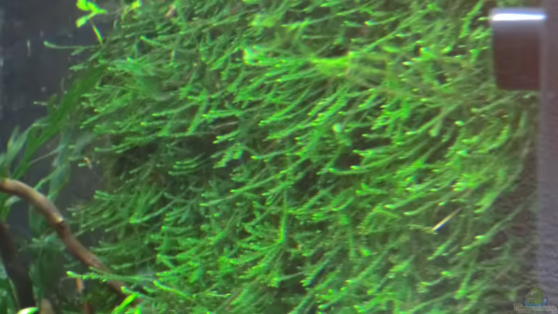 Moosrückwand 18.09.2012 von Walde (50)