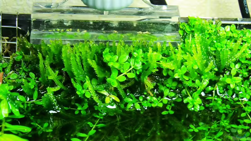 moosrückwand von oben 20.01.2013 von Walde (69)