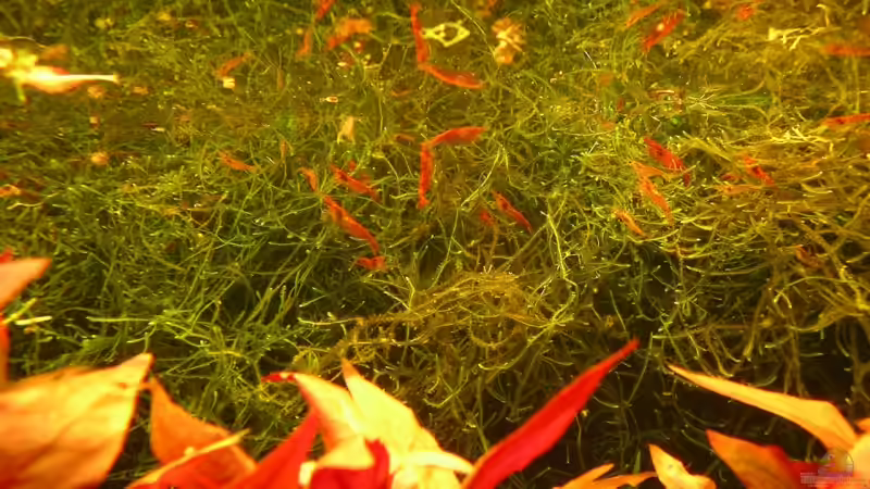 Moosrückwand von Stinnes (12)