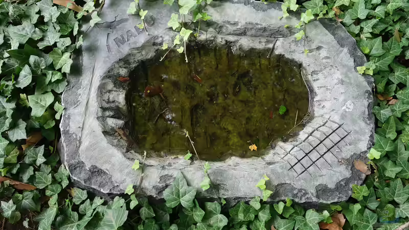 Moosschale statt Vogelbad - Die wohl einfachste Wasserstelle für Insekten